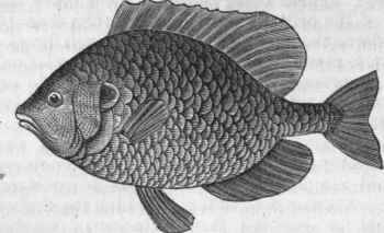 American Bream (Pomotis vulgaris).