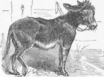 Ass (Asinus vulgaris).