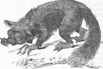 Aye Aye (Cheiromys Madagascaricus).
