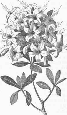 Azalea viscosa