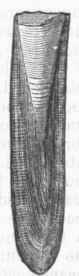 B. digitalis.