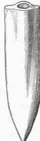 B. isosceles