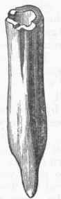 B. urnula.
