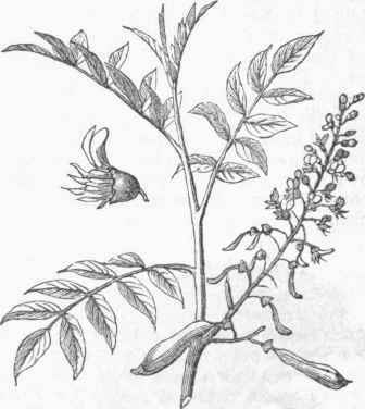 Balsam of Peru (Myrospermum pubescens).