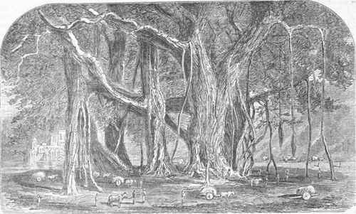 Banian Tree.