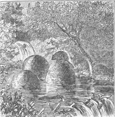 Beaver Lodges and Dam.