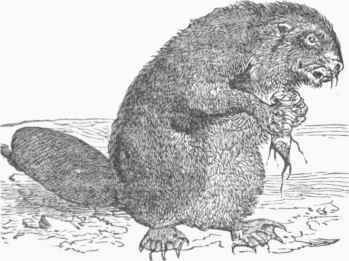 Beaver.