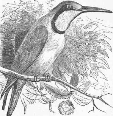 Bee Eater (Merops apiaster).