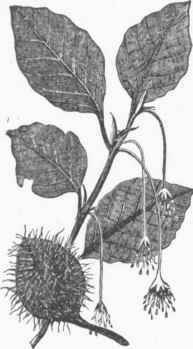 Beech Leaves, Flowers, and Nut.