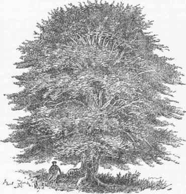 Beech Tree (Fagus sylvatica).