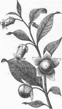 Belladonna.
