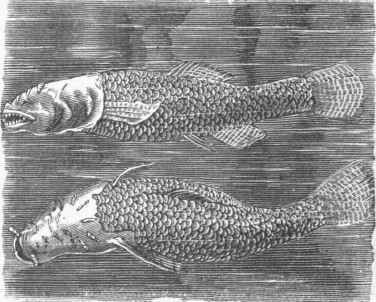 Blind Fish (Amblyopsis spelaeus).