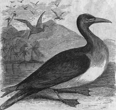 Booby (Sula fusca).