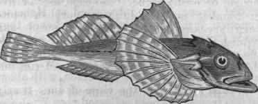 Bullhead (Acanthocottus Virginianus).