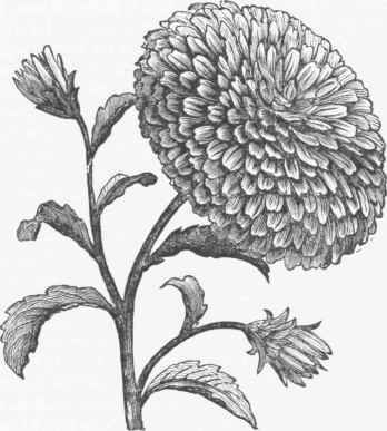 China Aster, Double.
