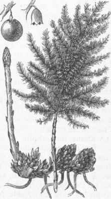 Common Asparagus
