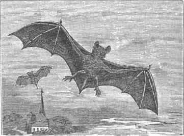 Common Bat (Vespertilio communis).