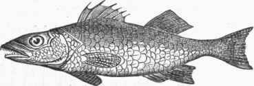 European Bass (Labrax lupus).