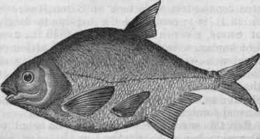 European Bream (Abramis brama).
