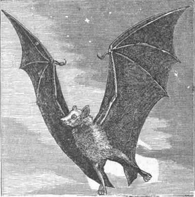 Flying Fox or Roussette (Pteropus rubricollis),