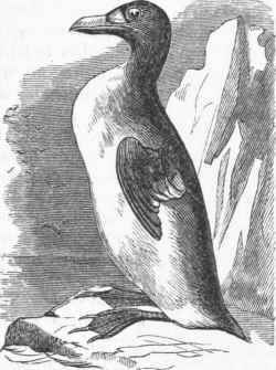 Great Auk (Alca impennis).