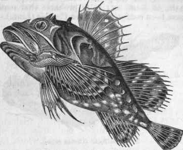 Greenland Bullhead (Acanthocottus Groenlandicus).