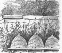 Hives near the Ground.