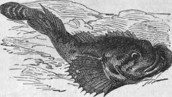 River Bullhead (Cottus gobio).