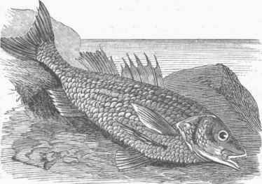 Striped Bass (Labrax lineatus).