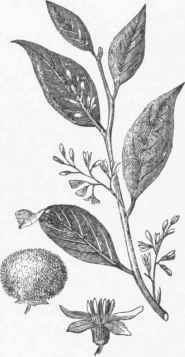 Styrax benzoin.