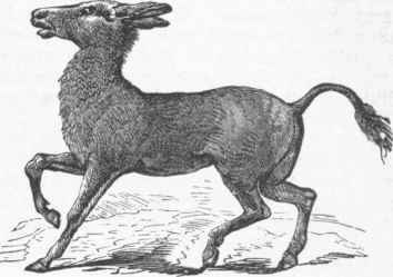 Wild Ass (Dziggetai).