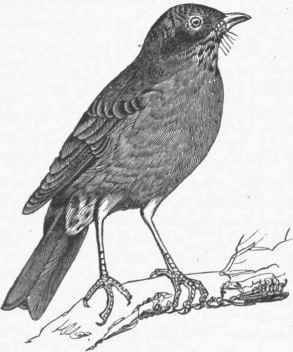 American Robin (Turdus migratorius).