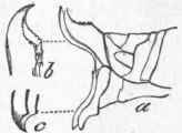 Anal Characters of Female of Rocky Mountain Locust, showing horny valves.