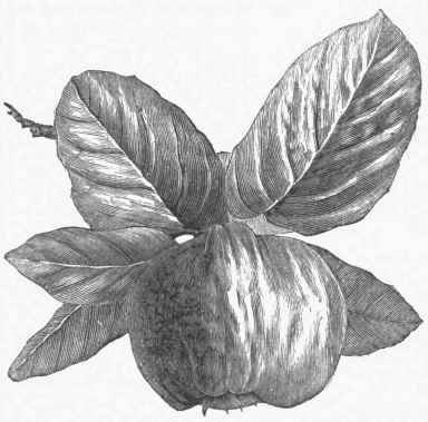 Apple shaped Quince (Pyrus Cydonia).