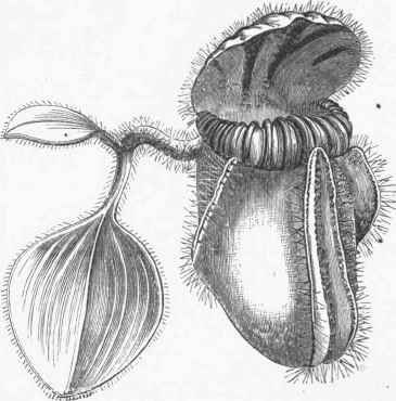 Australian Pitcher Plant (Cephalotus follicularis).