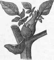Branch developed as a Tuber.
