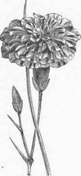 Carnation Pink.