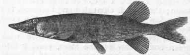 Common Pike (Esox reticulatus).