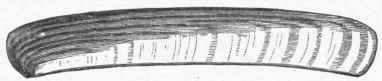 Common Razor Shell (Solen ensis).