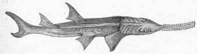 Common Saw Fish (Pristis antiquorum).
