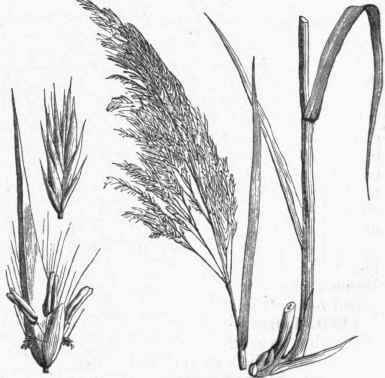 Common Seed (Phragmites communis).