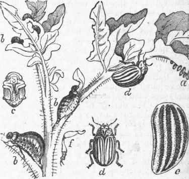 Doryphora 10 lineata.