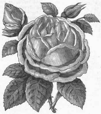 Double Rose (Noisette).