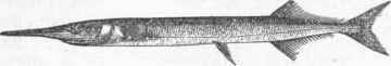 Gar Pike (Belone trnncata).