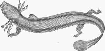 Menobranchus lateralis.