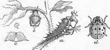 Mysia 15 punctata.