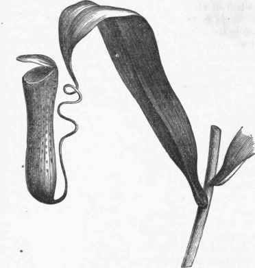 Nepenthes distillatoria.