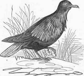 Nicobar Pigeon (Calaenas Nicobarica).