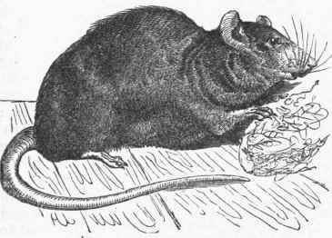 Norway Eat (Mus decumanus).