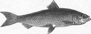 Pilchard (Alosa pilchardus).